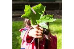 Young child holds up leaf.